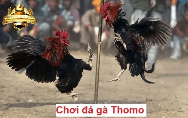 nhung bi kip de thang lon khi choi da ga thomo nhatvip Những bí kíp để thắng lớn khi chơi đá gà thomo nhatvip