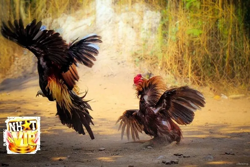 gioi thieu da ga choi nhatvip Giới thiệu Đá Gà Chọi NhatVip