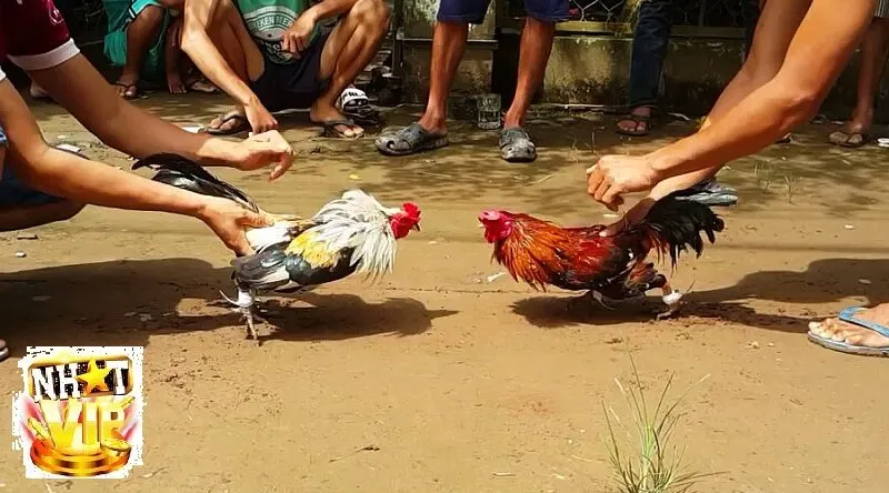 huong dan tham gia da ga choi nhatvip Hướng dẫn tham gia Đá Gà Chọi NhatVip