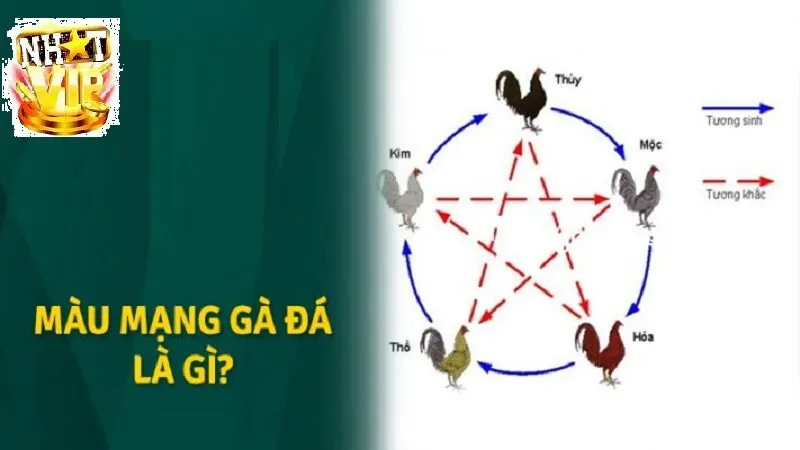 mau mang ga da hom nay 1 711x400 1 Tổng quan về Màu Mạng Gà Đá NhatVip